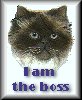 Picture of a fluffy grey and black cat above the text 'I am the boss'