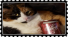 Cat with a can of Dr. Pepper
