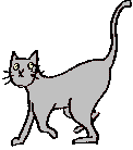 A gif of a grey cat walking with its tail in the air