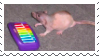 Rat in front of a toy rainbow keyboard