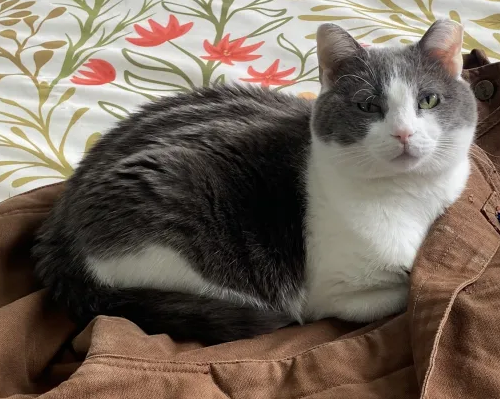 A grey and white cat laying on brown overalls and looking at the camera