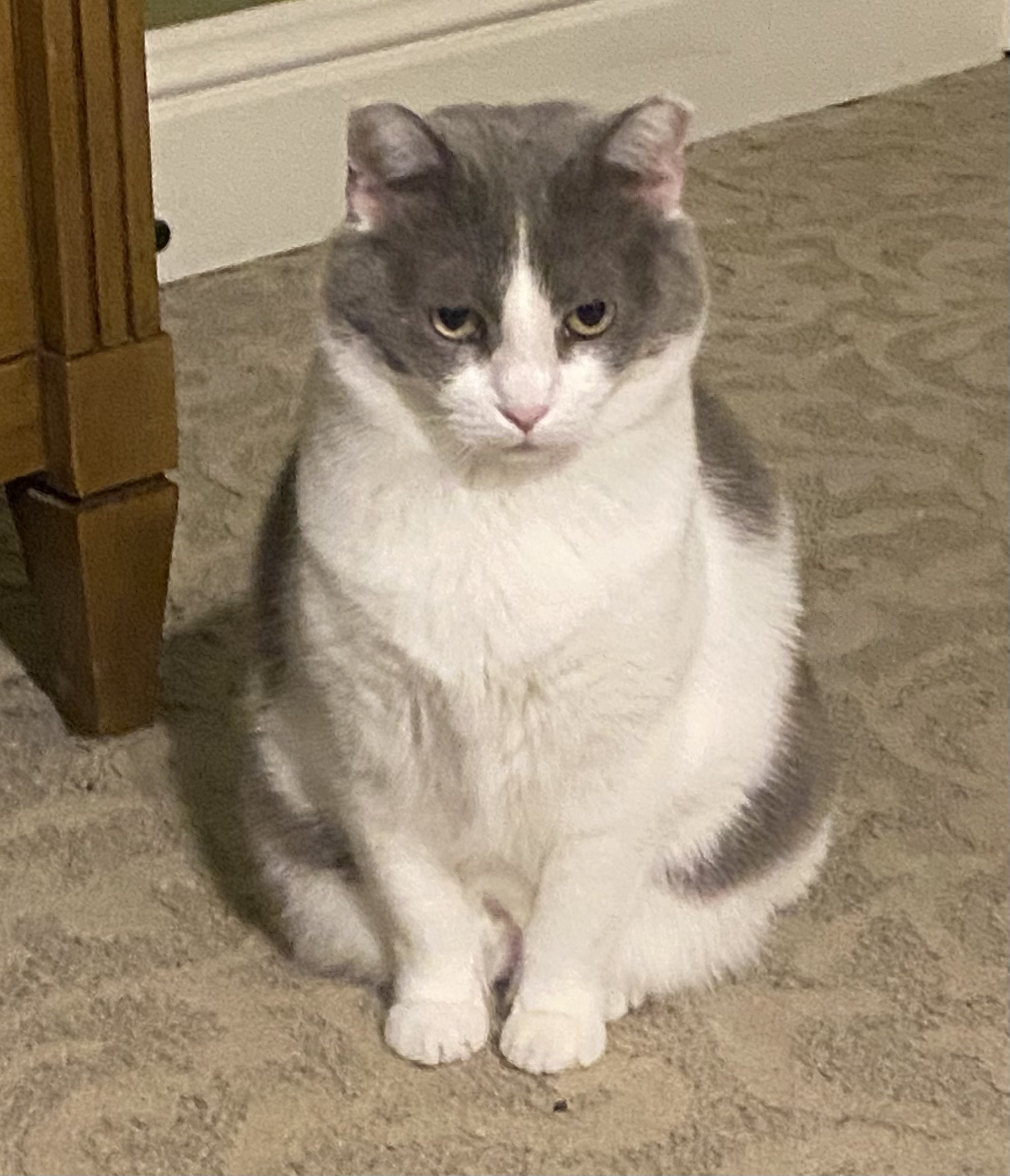 A grey and white cat sitting on a beige carpet
