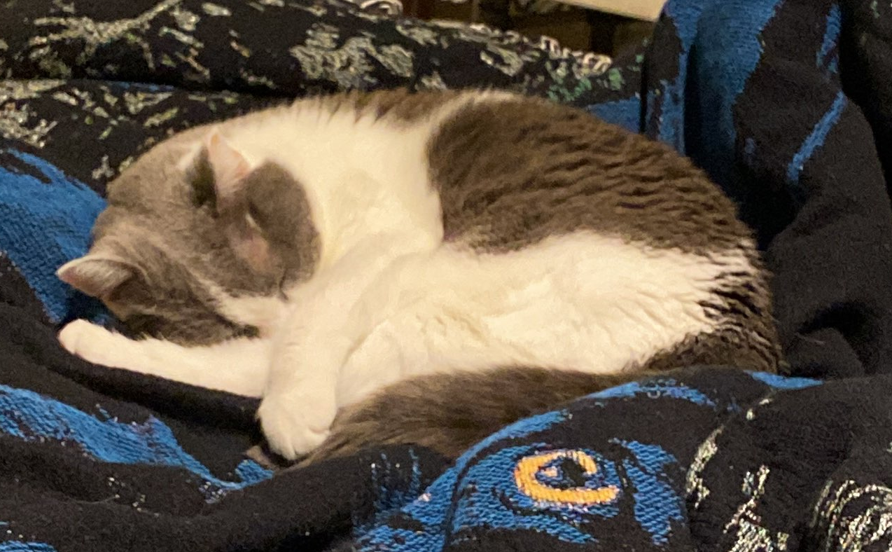 A grey and white cat curled up and sleeping on a blue and black blanket
