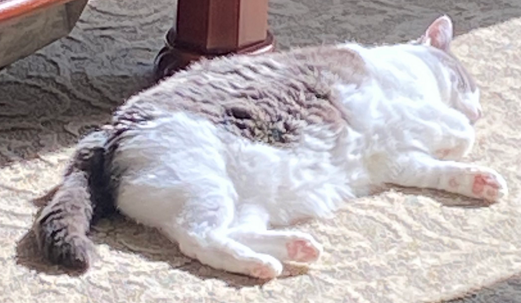 A grey and white cat laying on a beige carpet in the sunshine